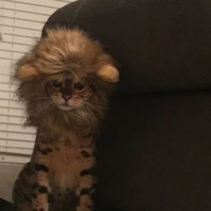 Meet your Posher, Arthur